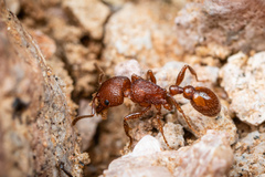 Pogonomyrmex pima