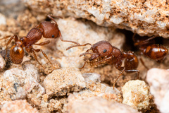 Pogonomyrmex pima