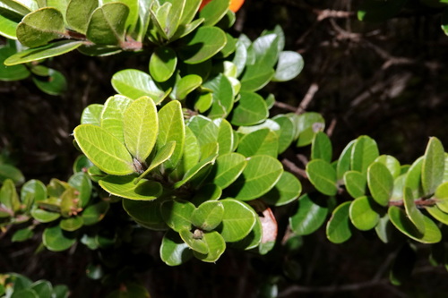 Tristaniopsis calobuxus observed 2026-05-10