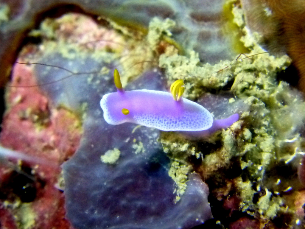 Cinderella Sea Slug