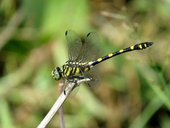 Ictinogomphus decoratus