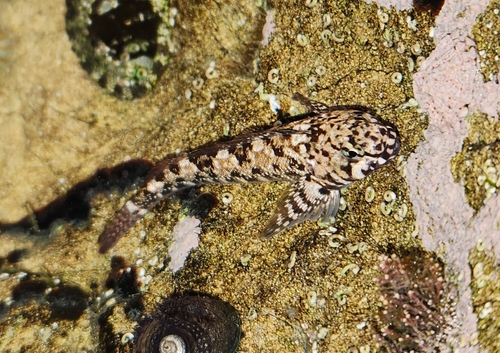 Bellapiscis medius