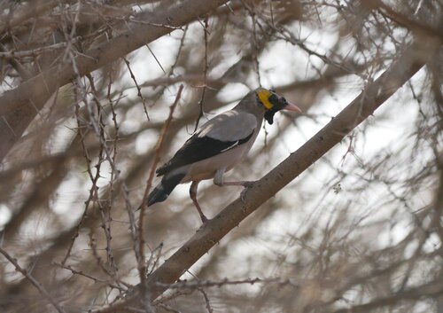 Wattled Starling