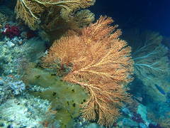 Melithaea