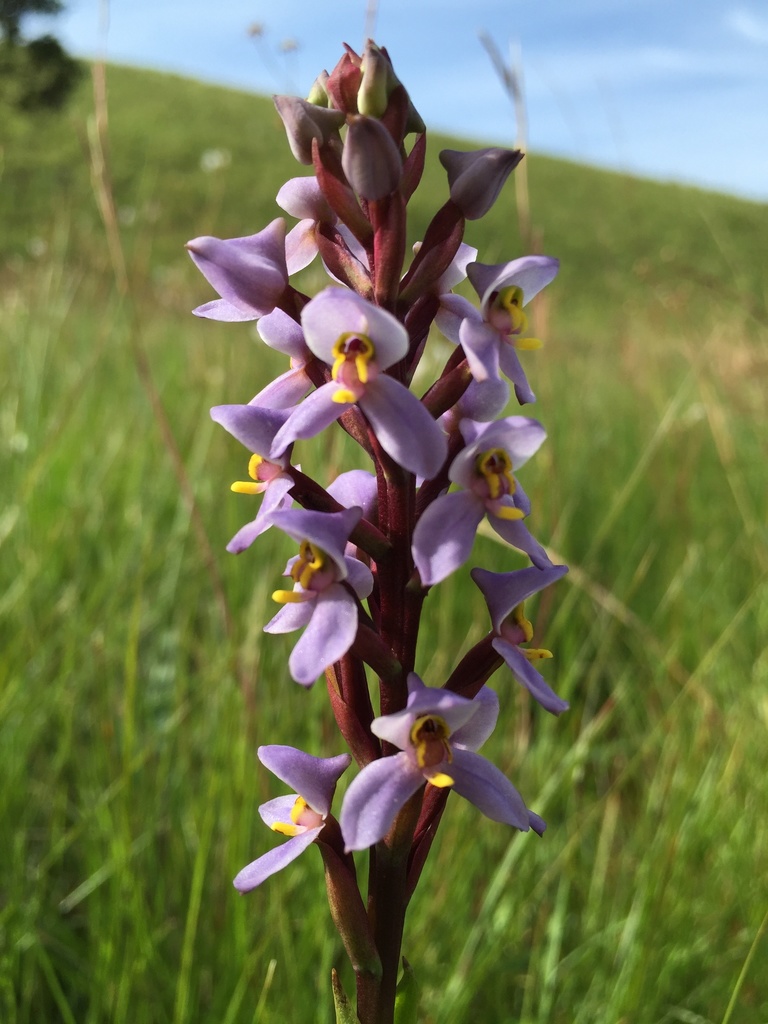 Goldtrim Disa