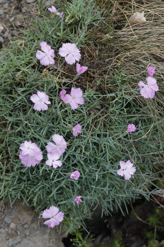 Cheddar pink (Dianthus gratianopolitanus)