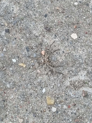 Lichen Running Spider