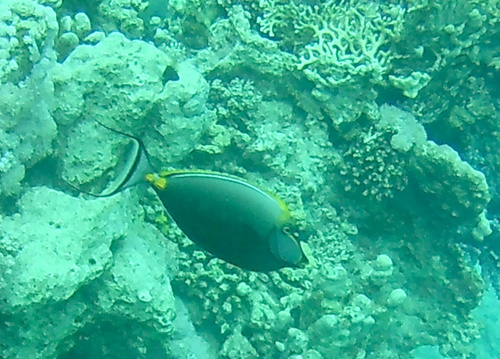 Naso elegans
