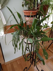 Disocactus ackermannii