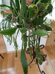 Disocactus ackermannii