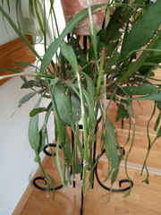 Disocactus ackermannii