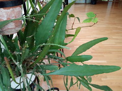 Disocactus ackermannii