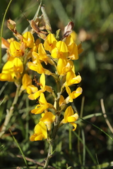 Genista pilosa, photograph (c) Björn Sothmann, some rights reserved (CC BY-SA)