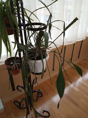 Disocactus ackermannii