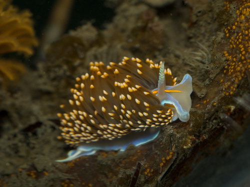 Hermissenda opalescens
