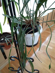 Disocactus ackermannii