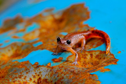 Ensatina, United States, photo 7 of 10