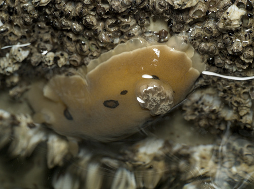 Diaulula sandiegensis
