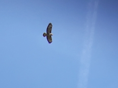 Buteo buteo