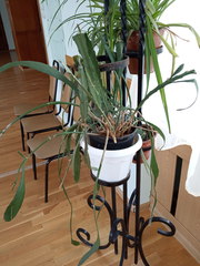 Disocactus ackermannii