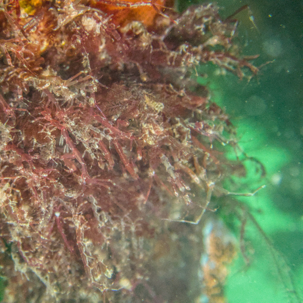 Caprella californica