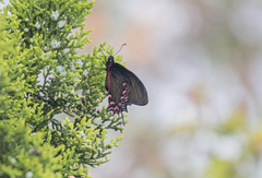 Mimoides thymbraeus aconophos