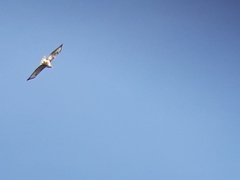 Buteo buteo