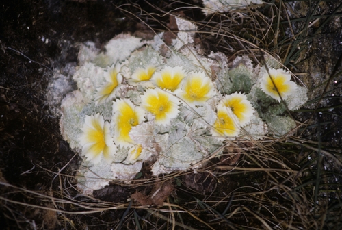 Primula aureata photographed in Nepal