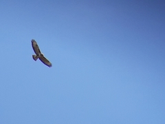 Buteo buteo