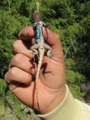 Sceloporus anahuacus