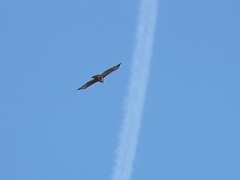 Buteo buteo