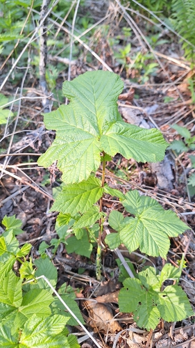 Filipendula glaberrima (Filipendula glaberrima)