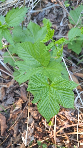 Filipendula glaberrima, photograph 4