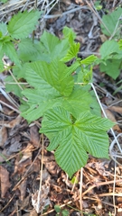 Filipendula glaberrima, photograph (c) Violetta Dzizyurova, some rights reserved (CC BY)