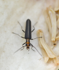 Nacerdes lateralis