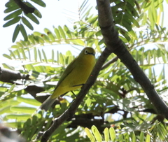 Zosterops anderssoni