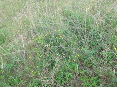Medicago falcata