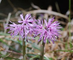 Heloniopsis orientalis