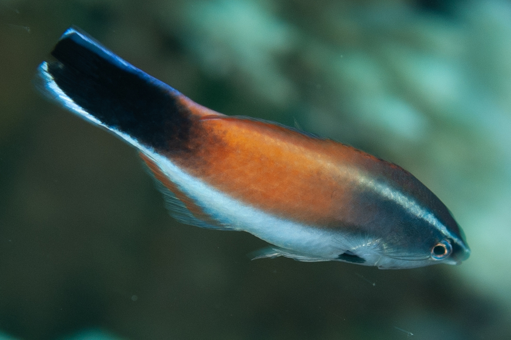 Cinnabar Cleaner Wrasse