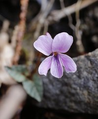 Viola violacea