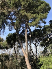 Pinus pinea