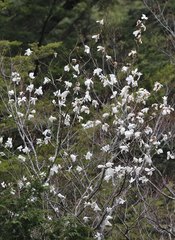 Magnolia salicifolia