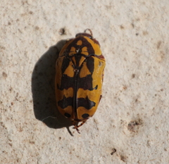 Pachnoda maculipennis