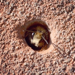 Osmia bicornis