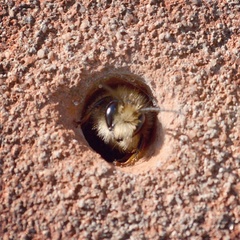 Osmia bicornis