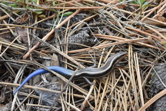 Plestiodon skiltonianus interparietalis