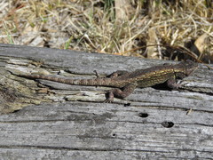 Sceloporus anahuacus