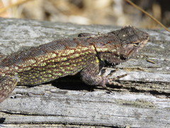 Sceloporus anahuacus