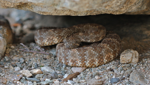 iNaturalist observation photo of Southwestern Speckled Rattlesnake