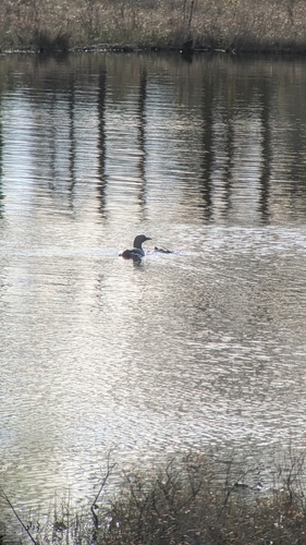 Arctic Loon